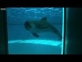 Just how smart are dolphins?  | Inside the Animal Mind | BBC