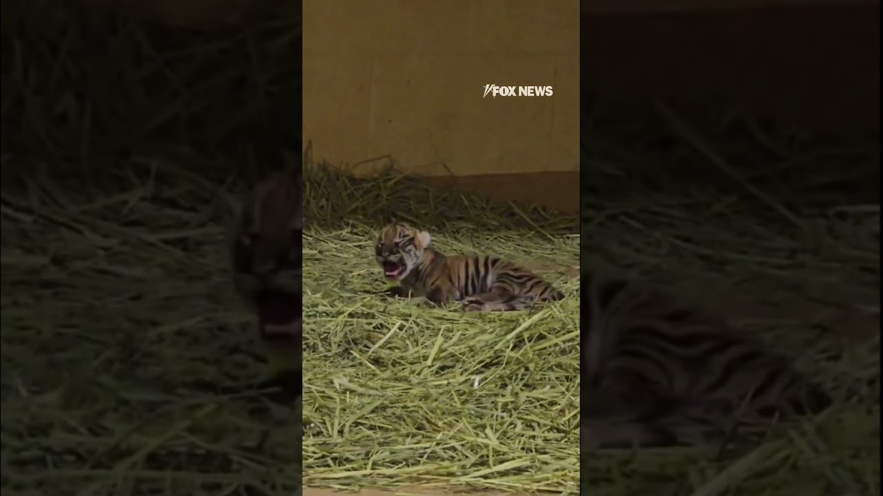 NEW CUB ALERT: Zoo welcomes addition to tiger family #shorts #foxnews #news #fox #us