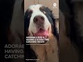 Dog has a rough time catching treats  - 01:03 min - News - Video