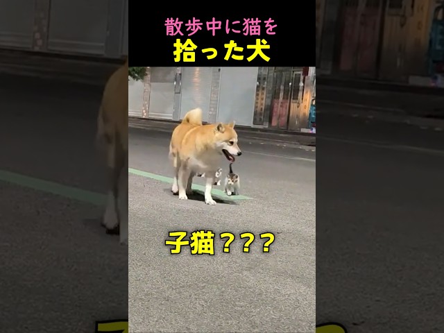 ❤️1100万❤️散歩中に猫を拾ったワンちゃんｗｗ