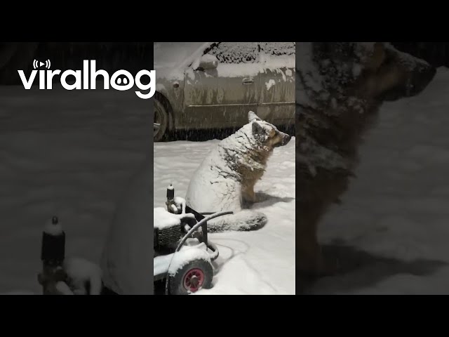 Otto Lays Out in the Snow || ViralHog