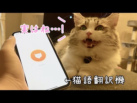 猫語翻訳機 猫の鳴き声を翻訳するアプリで会話してみた まとめちゅーぶ