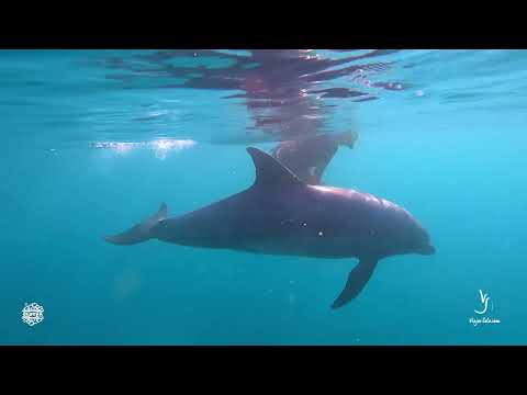 Nadar con delfines en libertad