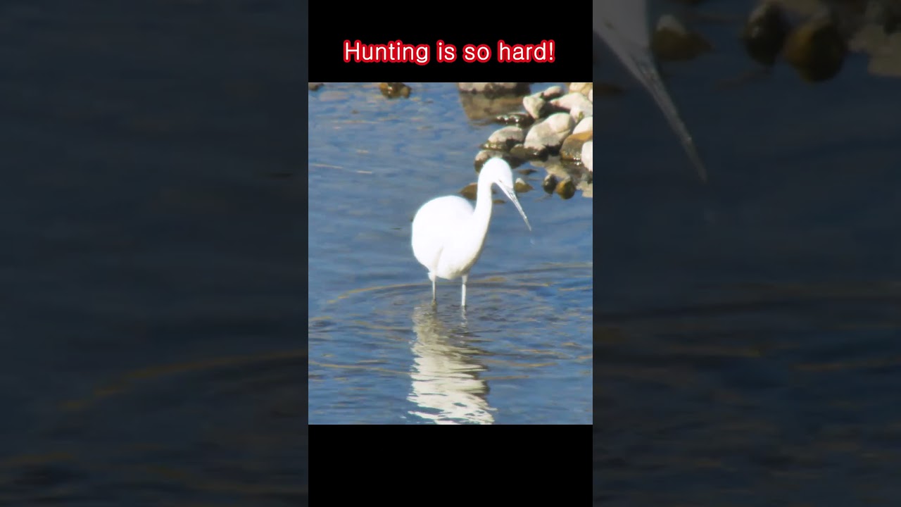 Hunting is so hard! - Chasing, driving, shooting with a beak.#shorts