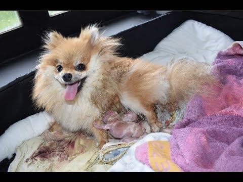 MA CHIENNE MET BAS ! ┆ Spitz nain