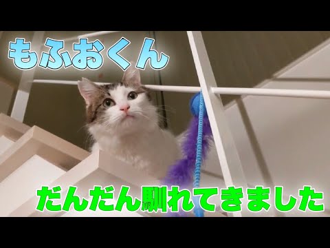 ちゅー猫チャンネル 最新動画まとめ - まとめちゅーぶ