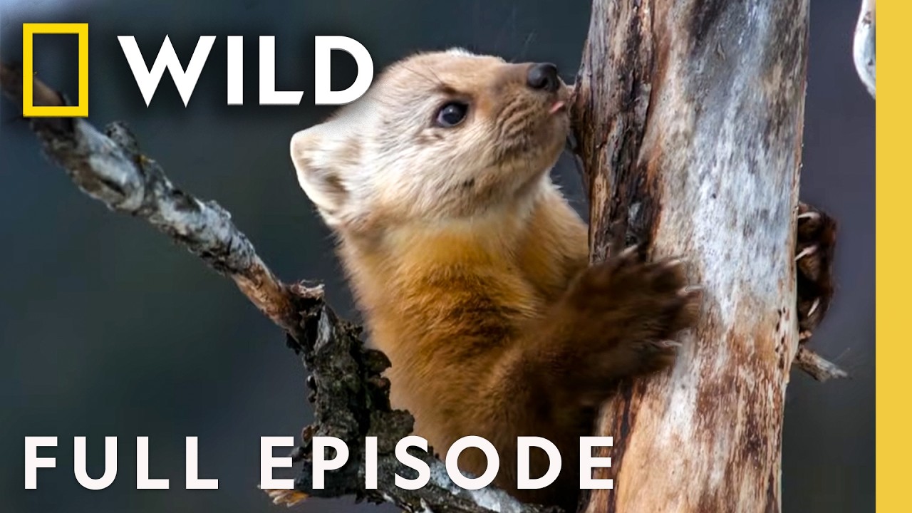 Yellowstone Scavengers (Full Episode) | America the Wild | Nat Geo Animals