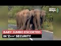 Viral Video: Baby Elephant Escorted In Z+++ Security