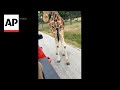 WATCH: Giraffe at Texas wildlife park picks up toddler from truck