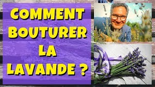 Bouture de lavande : cest le bon moment !