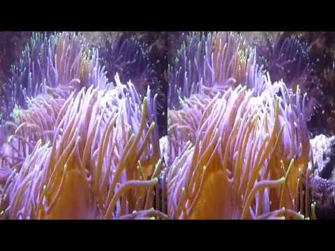 Underwater Plants 3D (YT3D:Enable=True)