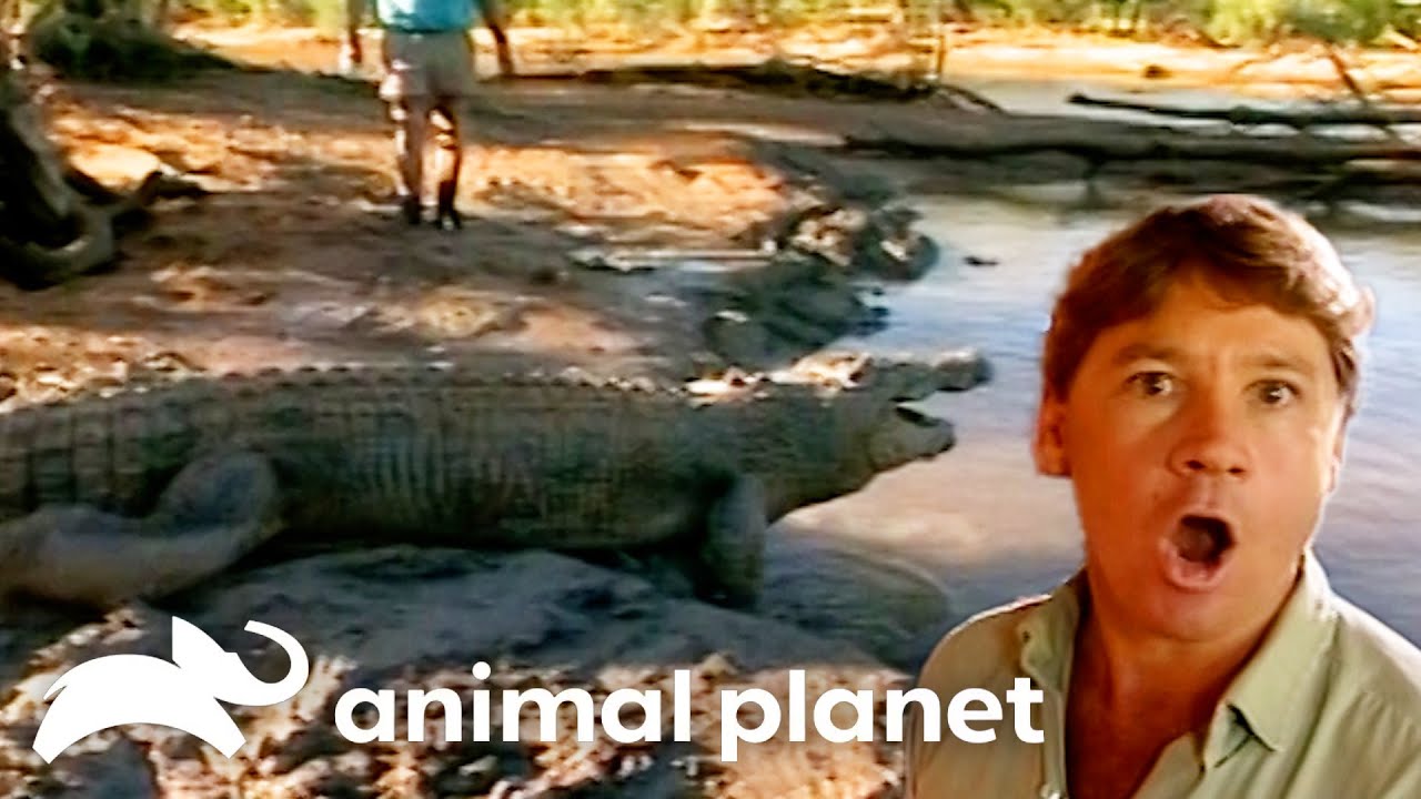 Steve Shows How to Catch A Crocodile | The Crocodile Hunter | Animal Planet