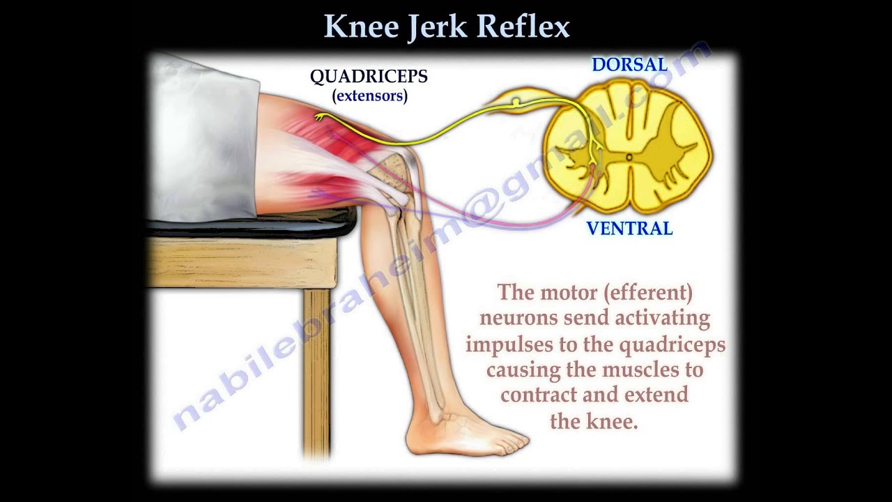 knee-jerk-reflex-everything-you-need-to-know-dr-nabil-ebraheim