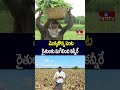 మొక్కజొన్న పంట రైతులకు మిగిలింది కన్నీరే | Nizamabad Corn Crop Farmers Struggles  | hmtv