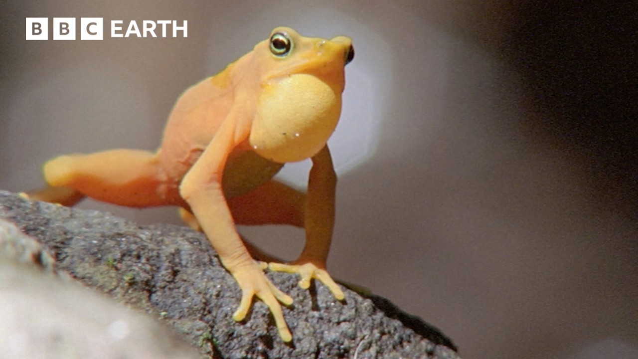Golden Frogs Battle for Territory and Love | BBC Earth