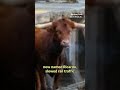 Here’s what happened to that bull on the Newark train tracks  - 00:34 min - News - Video