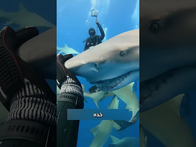 شاهدوا ما فعله هذا الرجل بالسمكة ❤️
