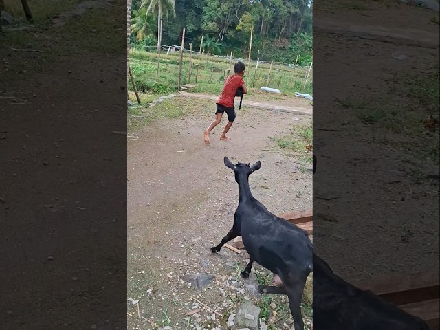 Ulum di kejar lagi #trendingshorts #kambing