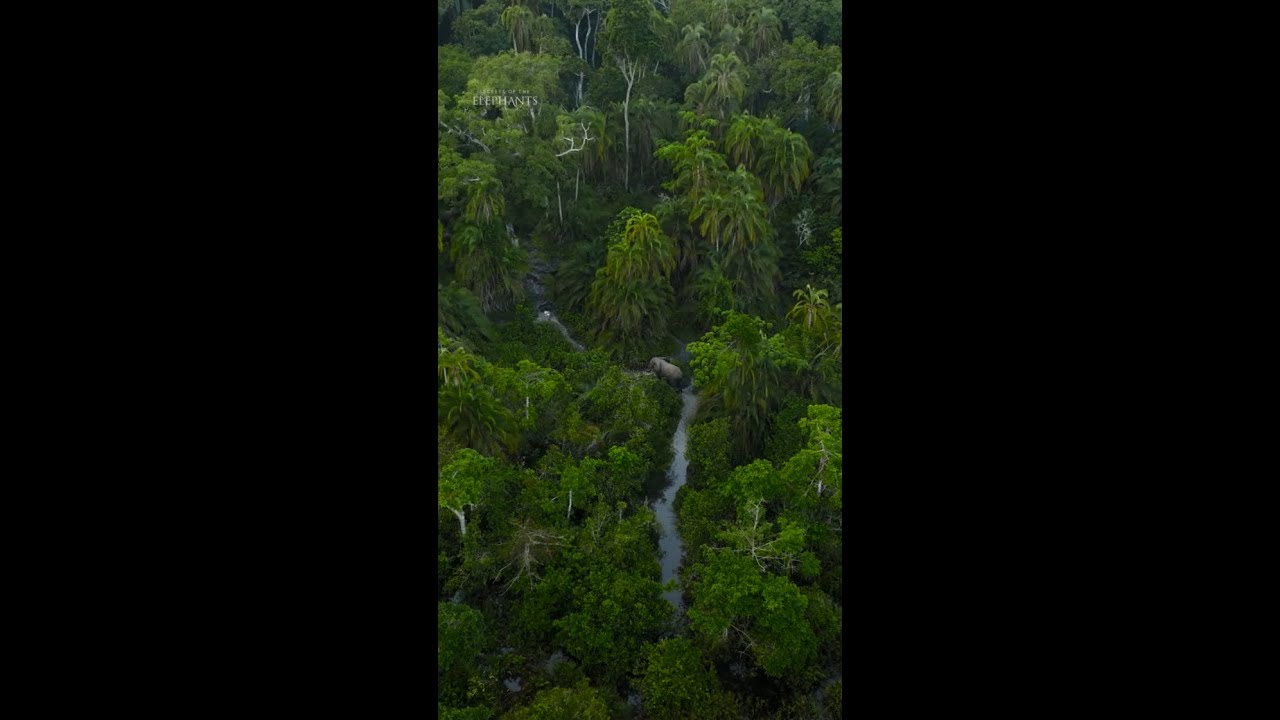 These trails lead elephants to all the food and salt sources that they need. #SecretsOfTheElephants