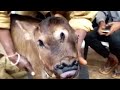 Incarnation Of God: Chhattisgarh Villagers On Newly-Born 3-Eyed Calf