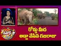 రోడ్డు మీద అడ్డా వేసిన గజరాజు | Elephant Sitting on Main Road | Patas News | 10TV