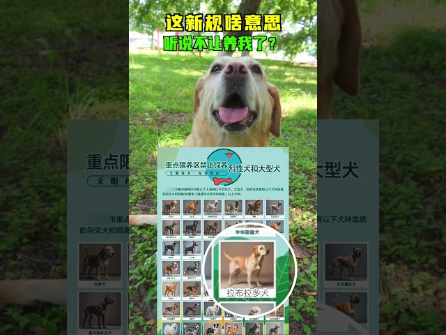 嗯嗯小狗代表拉布拉多發聲，我們可愛有錯嗎？Hmm, the puppy speaks for Labrador, is there anything wrong with us being cute?