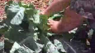 Vegetable Garden - Harvesting Cauliflower