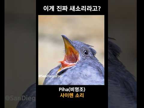 충격 주의, 이 소리가 진짜라고? 이미지