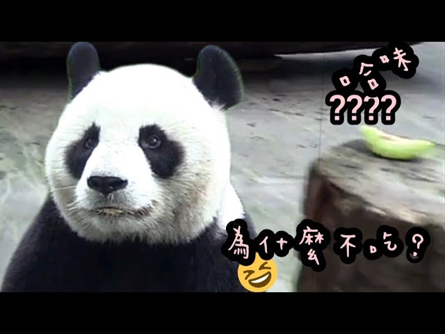 圓圓不愛哈密瓜，寧願吃竹葉也不要吃瓜|熊貓貓熊The Giant Panda Yuan Yuan and Yuan Bao|台北市立動物園