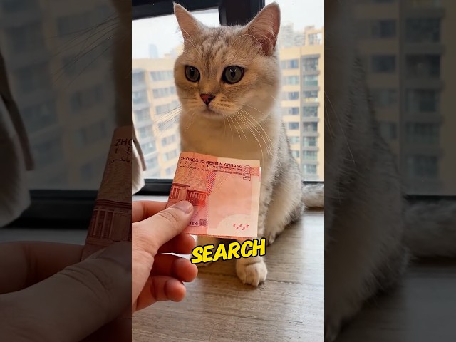 A cat with a nose for money