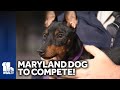Maryland dog to compete in National Dog Show