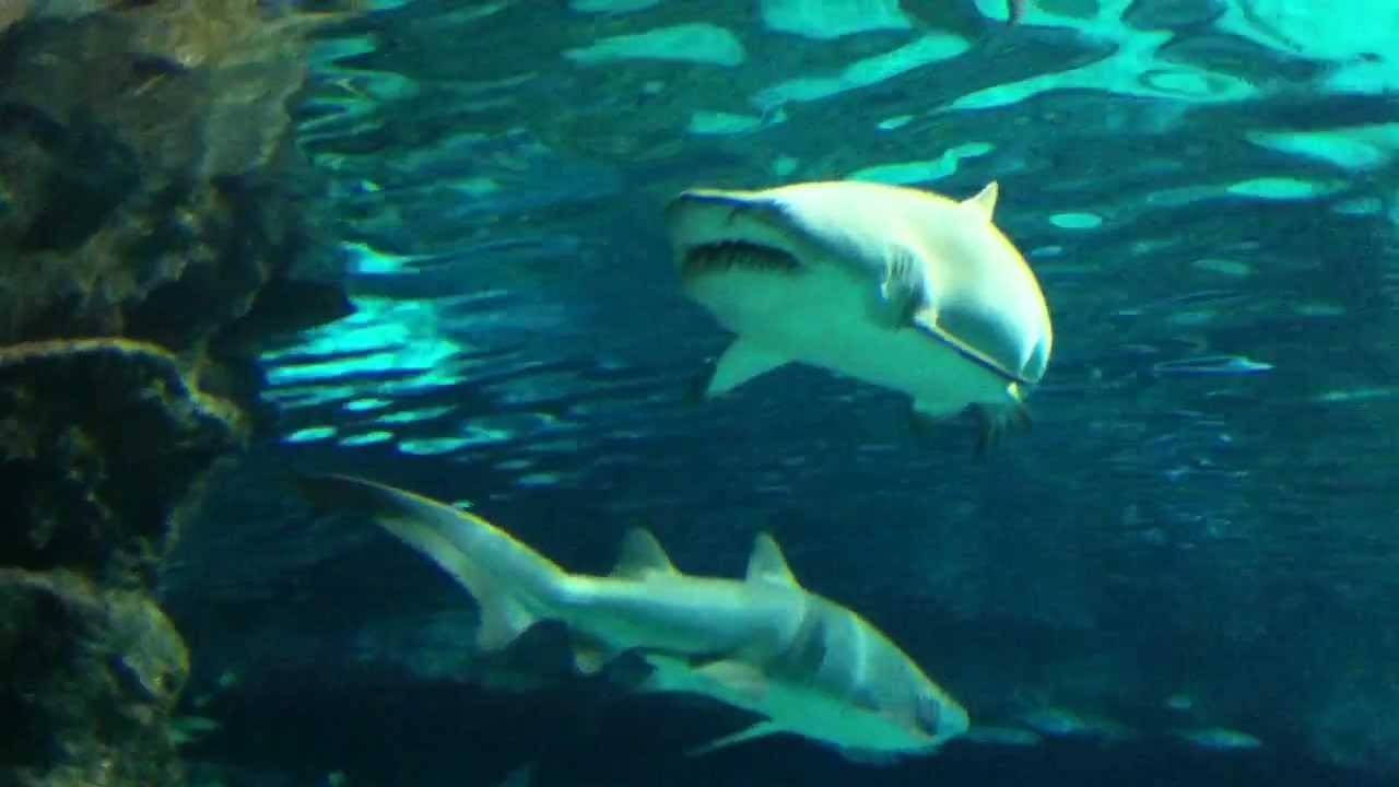 Myrtle Beach Sharks Feeding Frenzy - YouTube