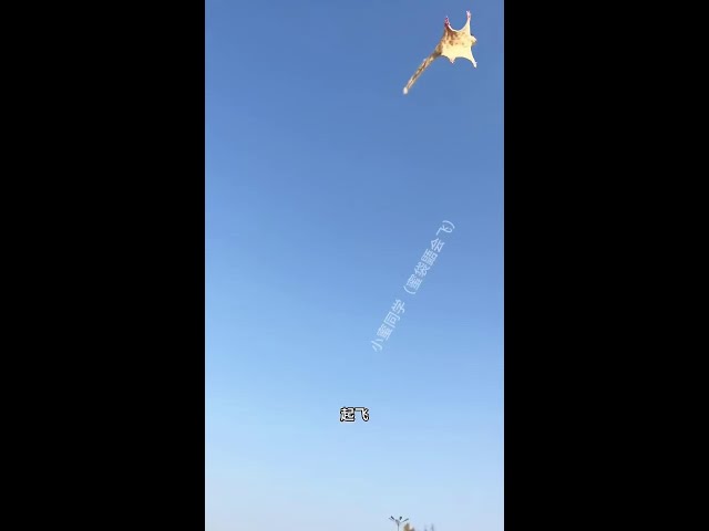 This Is Not A Mouse! #hangglider #funny #pets #cute #travel