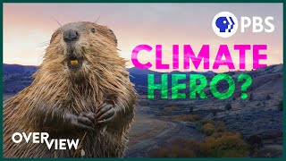 Want to Solve Wildfires and Drought? Leave it to BEAVERS!