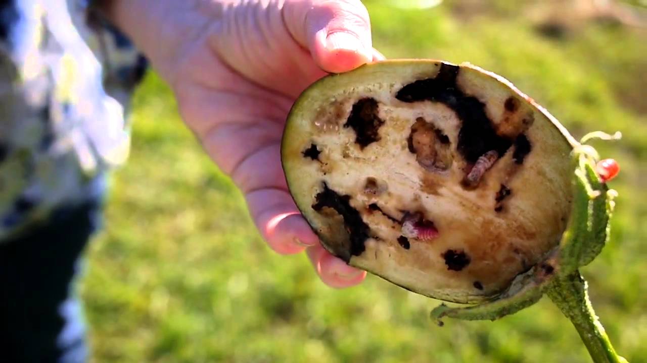 Worm crawling out of eggplant