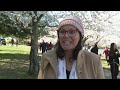 Stumpys last full bloom: 100+ cherry trees in Washington to be cut down  - 02:29 min - News - Video