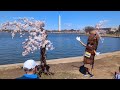 Stumpys last full bloom: 100+ cherry trees in Washington to be cut down