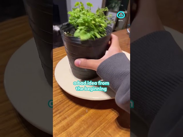 Ceramic Plate Design Tries to Hold Up || ViralHog Shorts