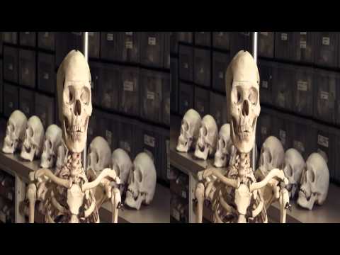 3net Skeleton, Inc. Clip 1 3D Video