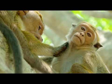 A Life Among Monkeys'