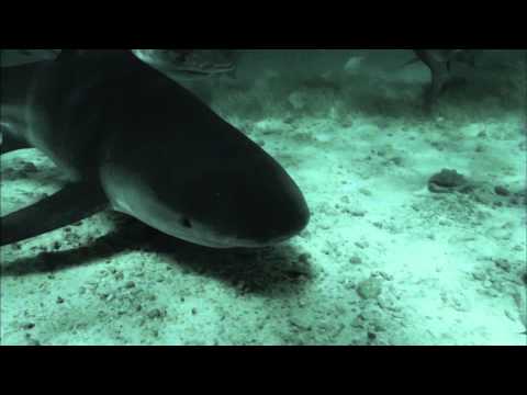 72 Dangerous Animals: Australia'