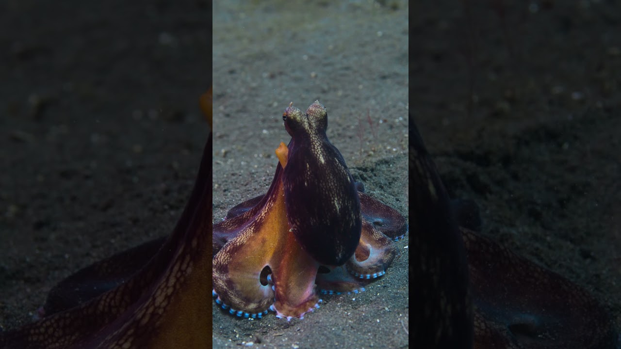 Octopus On the Hunt | Secrets of the Octopus