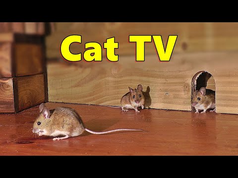 Cat TV ~ Mice in The Jerry Mouse Hole ? 8 HOURS ? Videos for Cats