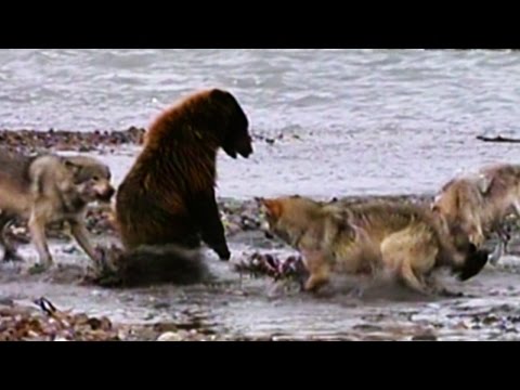 Гладна Гризли мечка против 4 гладни волци