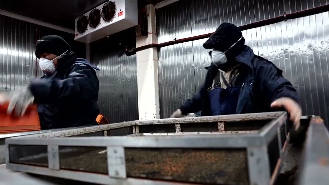 Mexico races to eradicate the parasite threatening its cattle industry | REUTERS