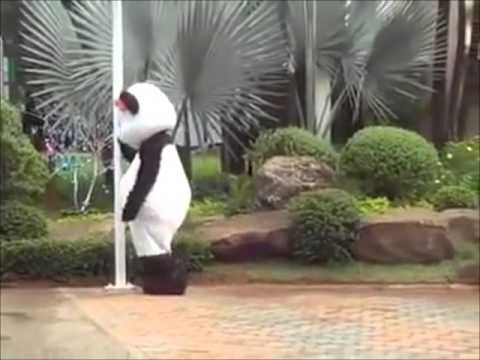 Panda qui fait du pole dance en Thaïlande