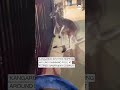 Kangaroo spotted hopping around swimming pool at Florida apartment complex  - 01:00 min - News - Video