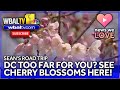 Seans Road Trip: Cherry blossoms at Fort McHenry
