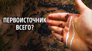 Почему вам стоит гораздо больше бояться муравьев