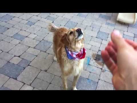Најтрапавото куче во светот: Не може да фати апсолутно ништо